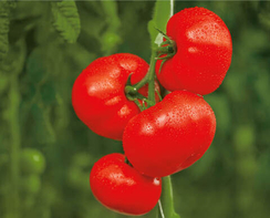 Бастион F1 семена томата индетерминантного (Гавриш)