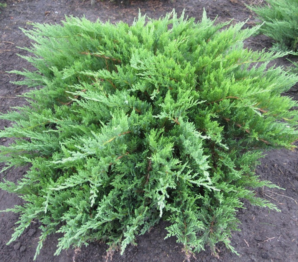 Можжевельник казацкий С5 30-40