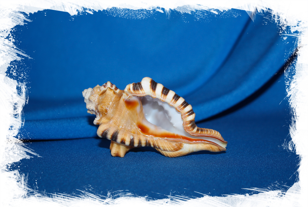 Циматиум перри (Cymatium perryi)