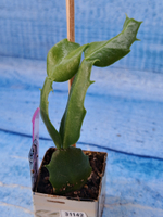 Schlumbergera cv. Angel Dance (Шлюмбергера)