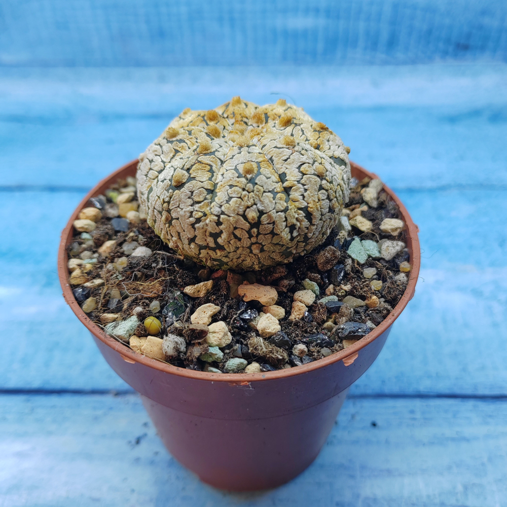 Astrophytum Asterias "Super Kabuto" (Астрофитум)