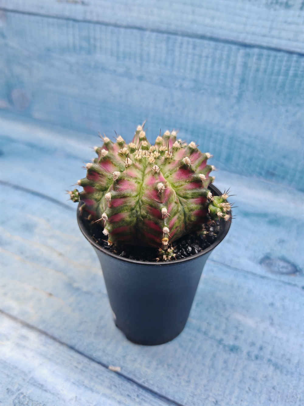Gymnocalycium T-Rex Pink hybride (Гимнокалициум T-rex)