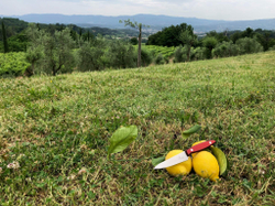 🏆Кухонный нож Alexander S AUS-8 Red G10