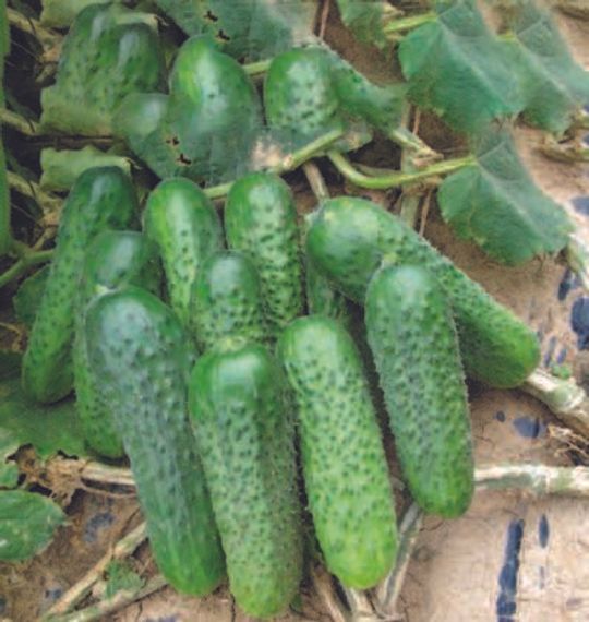 ПЛАТИНА F1 семена огурца Nunhems купить