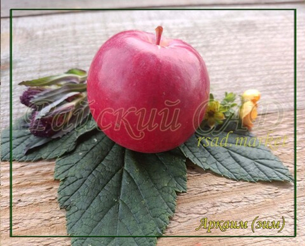 Яблоня колоновидная Аркаим