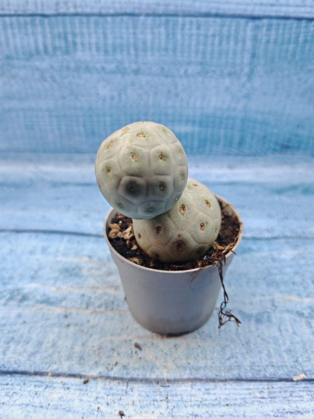 Tephrocactus Geometricus (Тефрокактус)