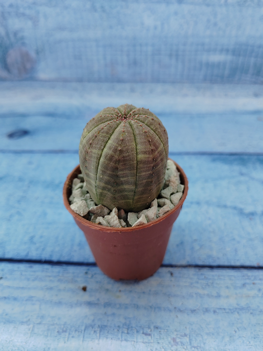 Euphoria Obesa (Эуфорбия)