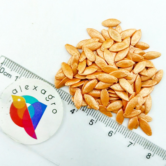 Стантор F1 семена огурца (Nunhems / ALEXAGRO) семена – фото 7