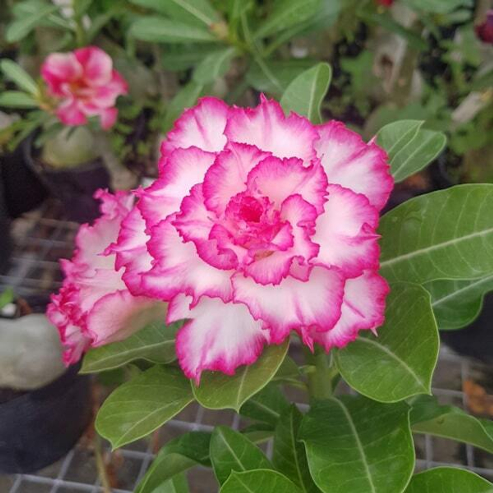 Адениум обесум 079 Thiên Hương