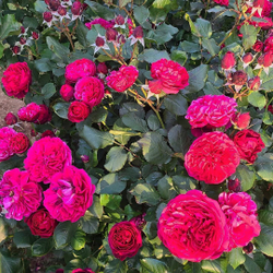 Роза Бисэнтэнер дэ Гийо С7 Закупка М57 июнь 2026