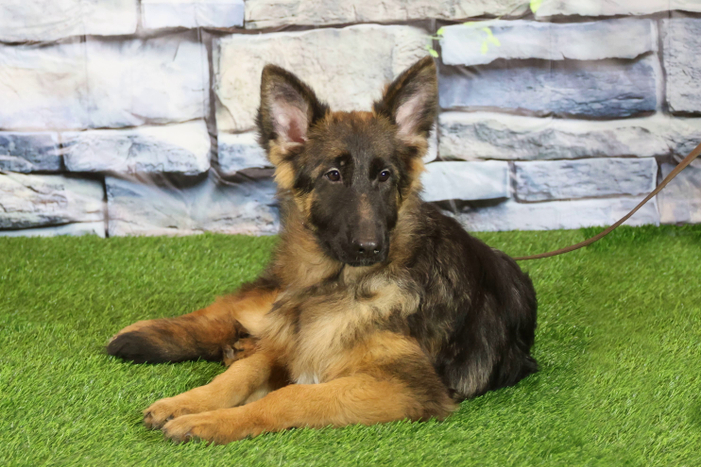 ЛАДА Из Поместья Боговик