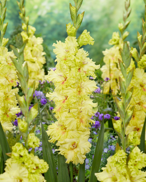 Гладиолус Бёнин Санрайз