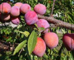 Слива Мей-Ли-Ли