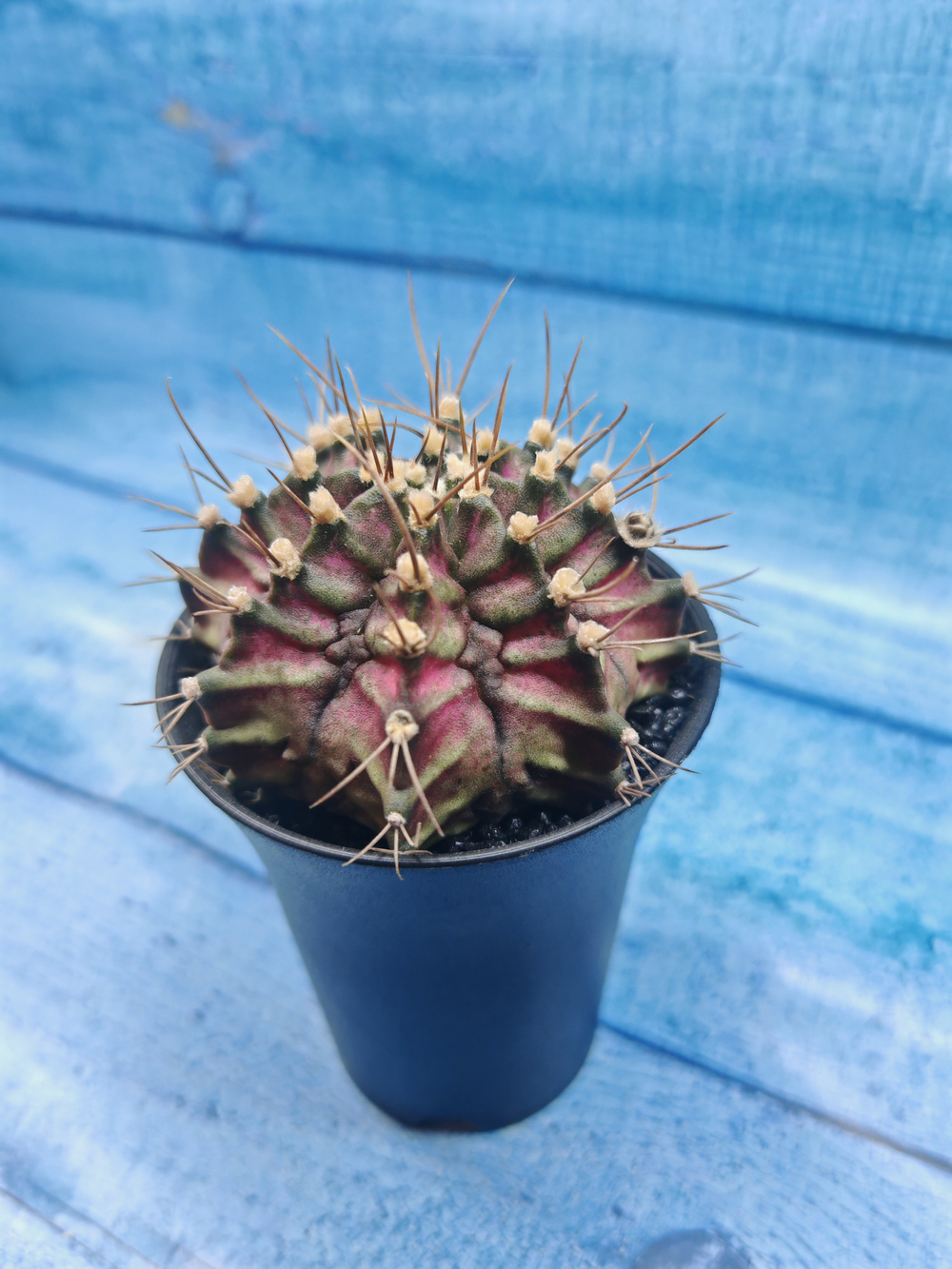 Gymnocalycium T-Rex Pink hybride (Гимнокалициум T-rex)