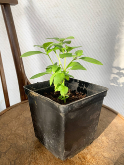 Базилик греческий в горшке