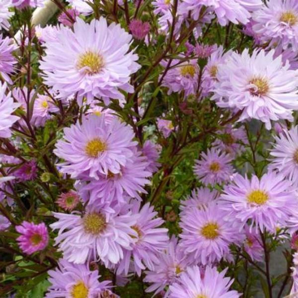 Астра новобельгийская "Fellowship". Aster novi-belgii "Fellowship".