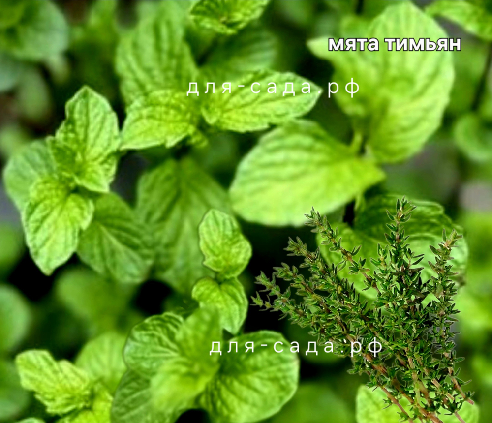 Мята тимьян