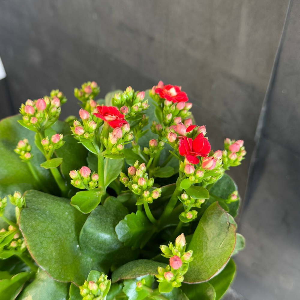 Каланхоэ Блоссфельда (Kalanchoe blossfeldiana) красное