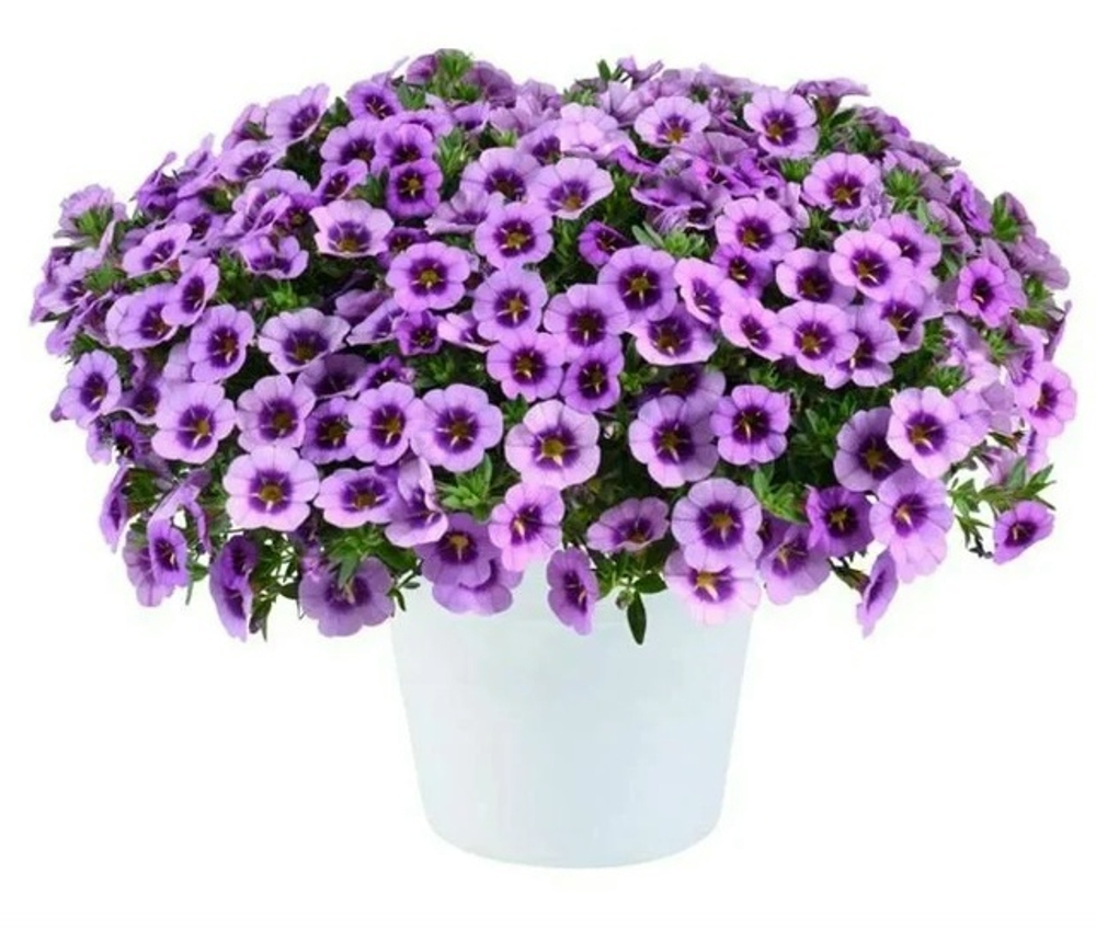 Калибрахоа Колибри Спарк Пурпл