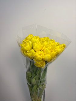 Пачка Махровых Тюльпанов желтых (25шт.)