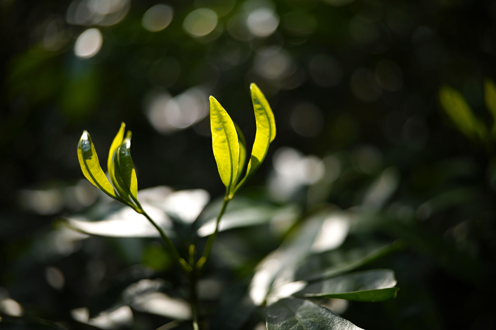 Объектив Sigma 35mm f/1.4 DG II Art Sony E-Mount