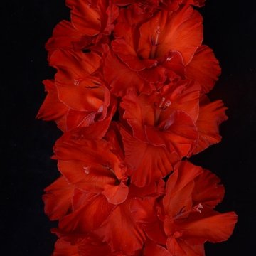 Гладиолус крупноцветковый Солнце Африки