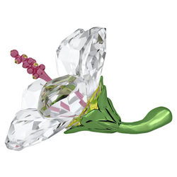 FLORERE:HIBISCUS S