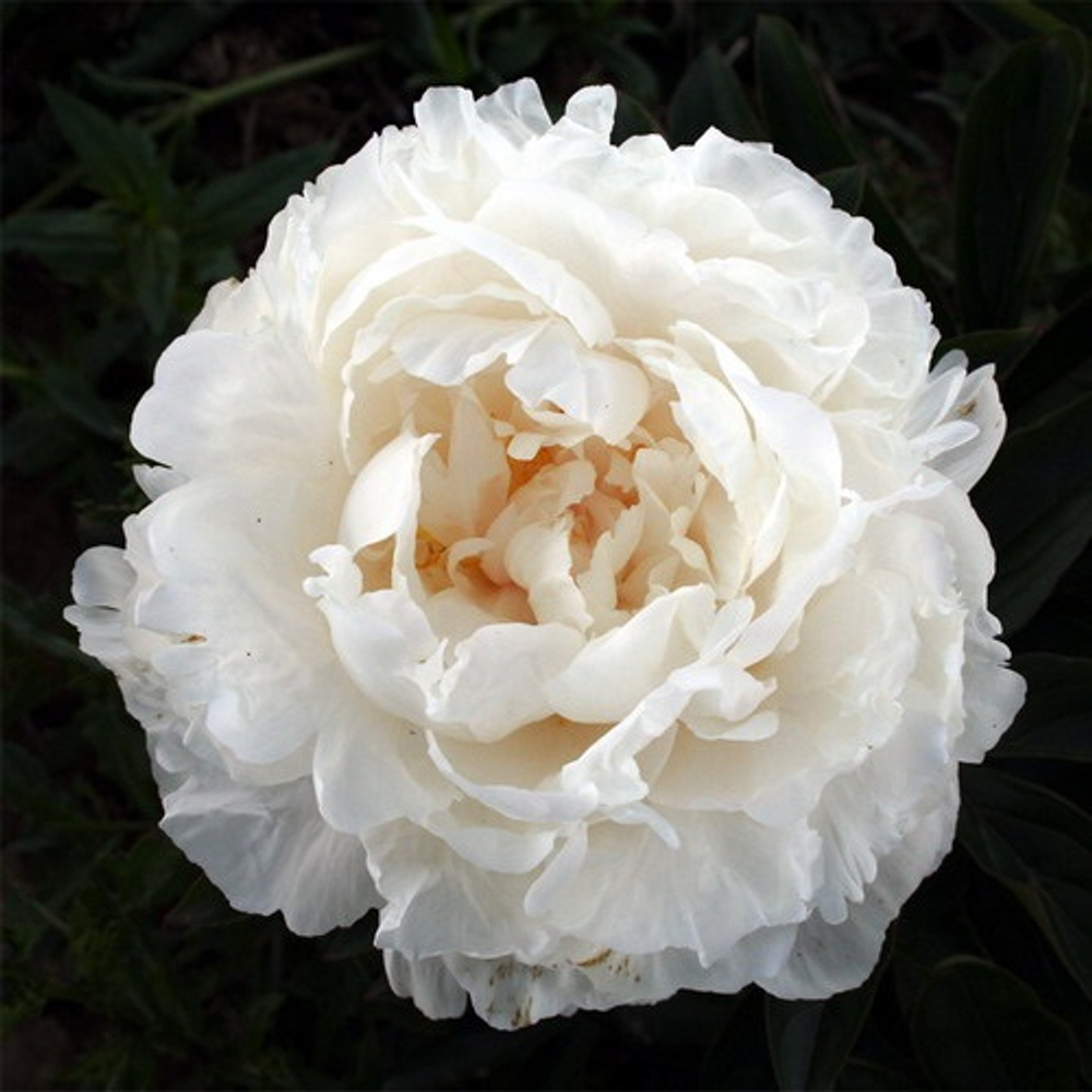 Пион Мари Лемуан