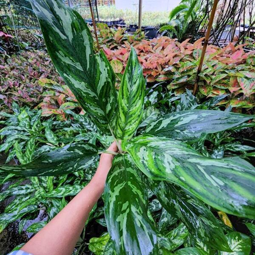 Аглаонема MAHA SEDTHEE (Maria)