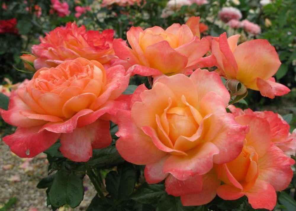 Самаритан (Samaritan)