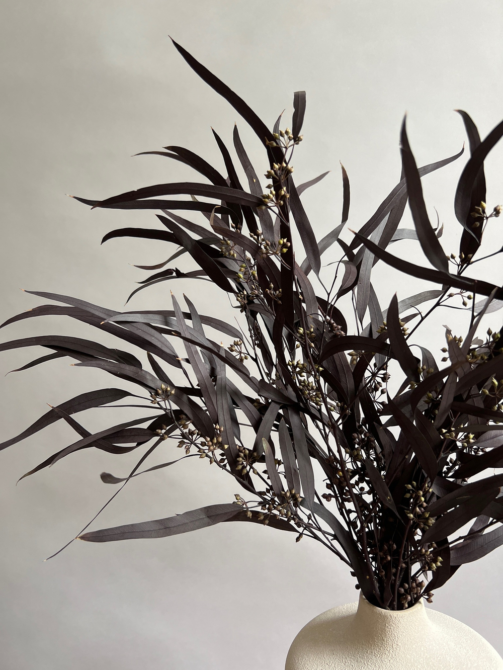 Эвкалипт Николи стабилизированный серо-пурпурный