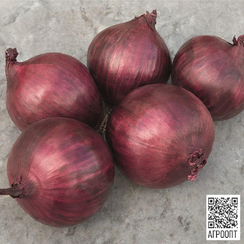 Ред Рам F1 семена лука репчатого (Bejo / Бейо)