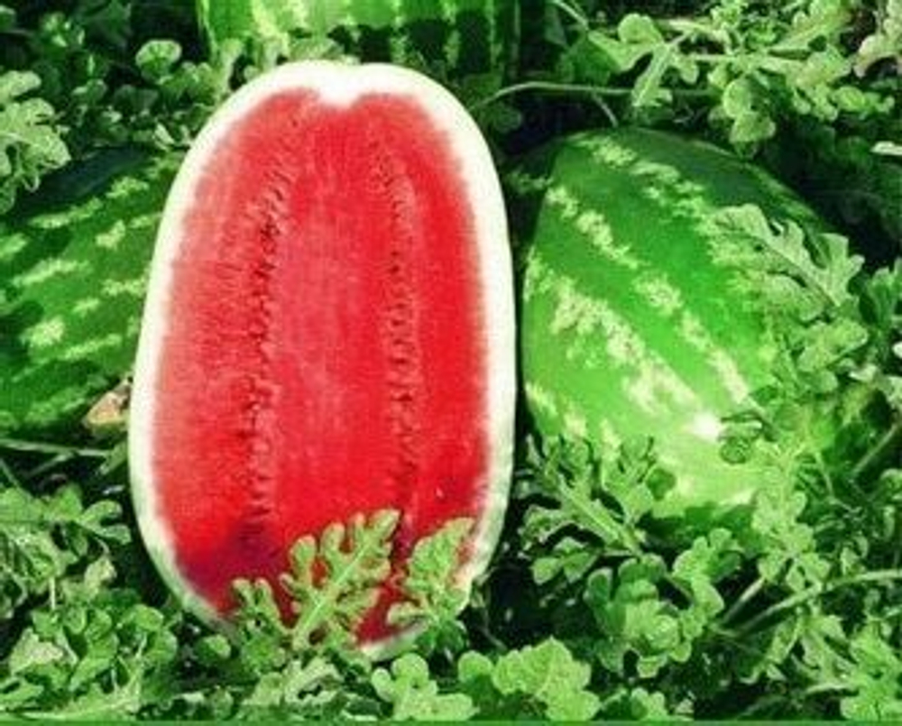 Мелания F1 семена арбуза (Seminis / Семинис)