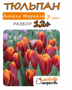Тюльпан Луковица, Ангела Меркель 3 шт, разбор 12+ (Любовь Морковь)