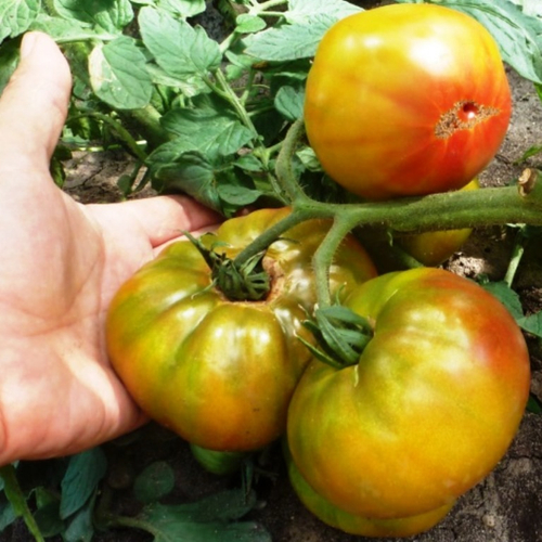 Помидоры Ananas Noire, Чёрный Ананас