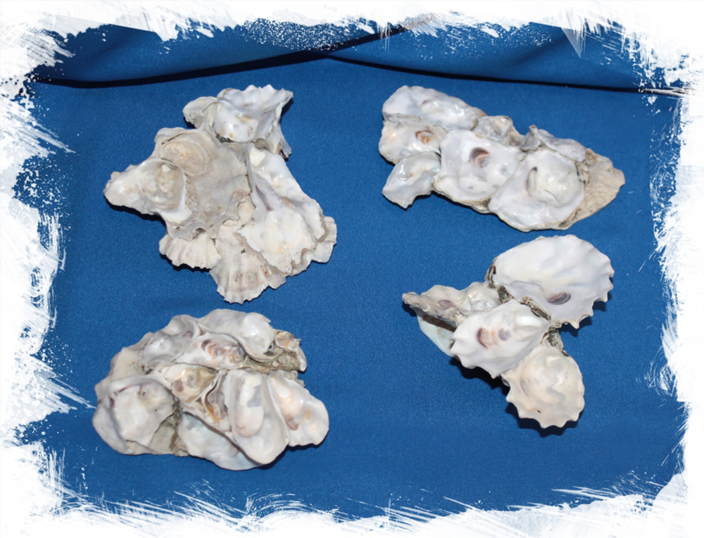 Устричная друза