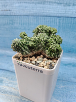 Euphorbia Green Elf cristata (Эуфорбия)