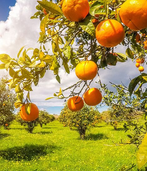 Aramara, наполнитель для диффузора, Culti Milano