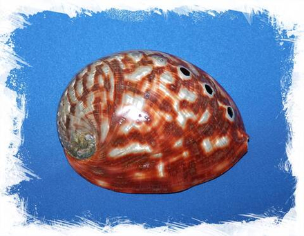 Галиотис Руфескенс полированный, 8-9см, 1шт