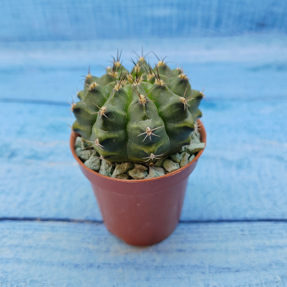 Gymnocalycium Friedrichii (Гимнокалициум)