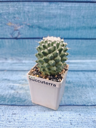 Mammillaria Polythele (Маммиллярия)