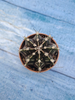 Gymnocalycium Friedrichii (Гимнокалициум)