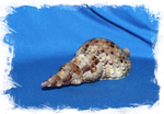 Ракушка Харония Тритонис, Тритоний Рог, Charonia tritonis. Купить