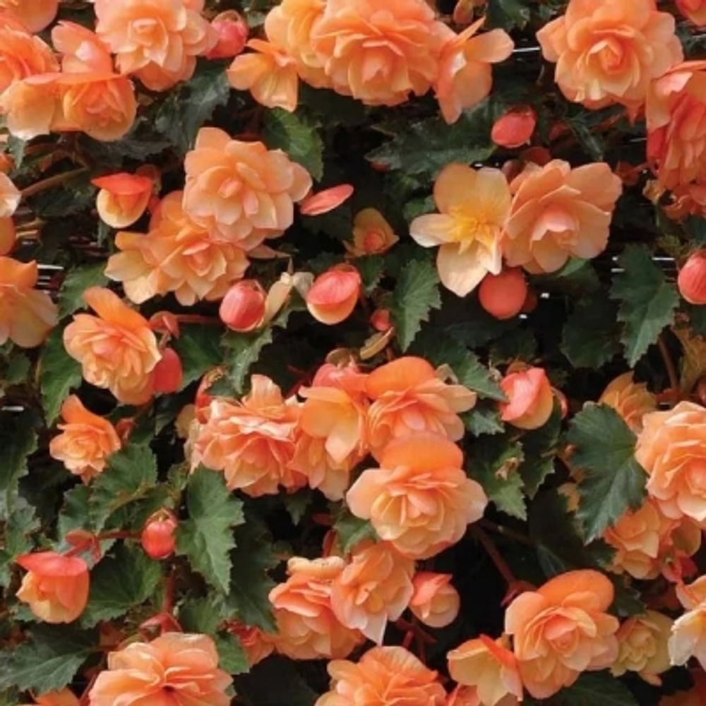 ЕВРО Бегония амп Begonia Fragrant Falls PEACH укореннный черенок ОКС МАРТ