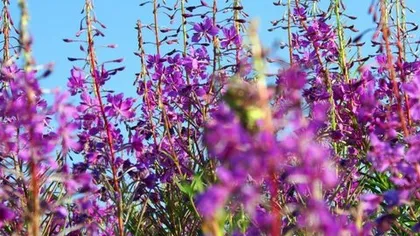 Иван чай с чабрецом