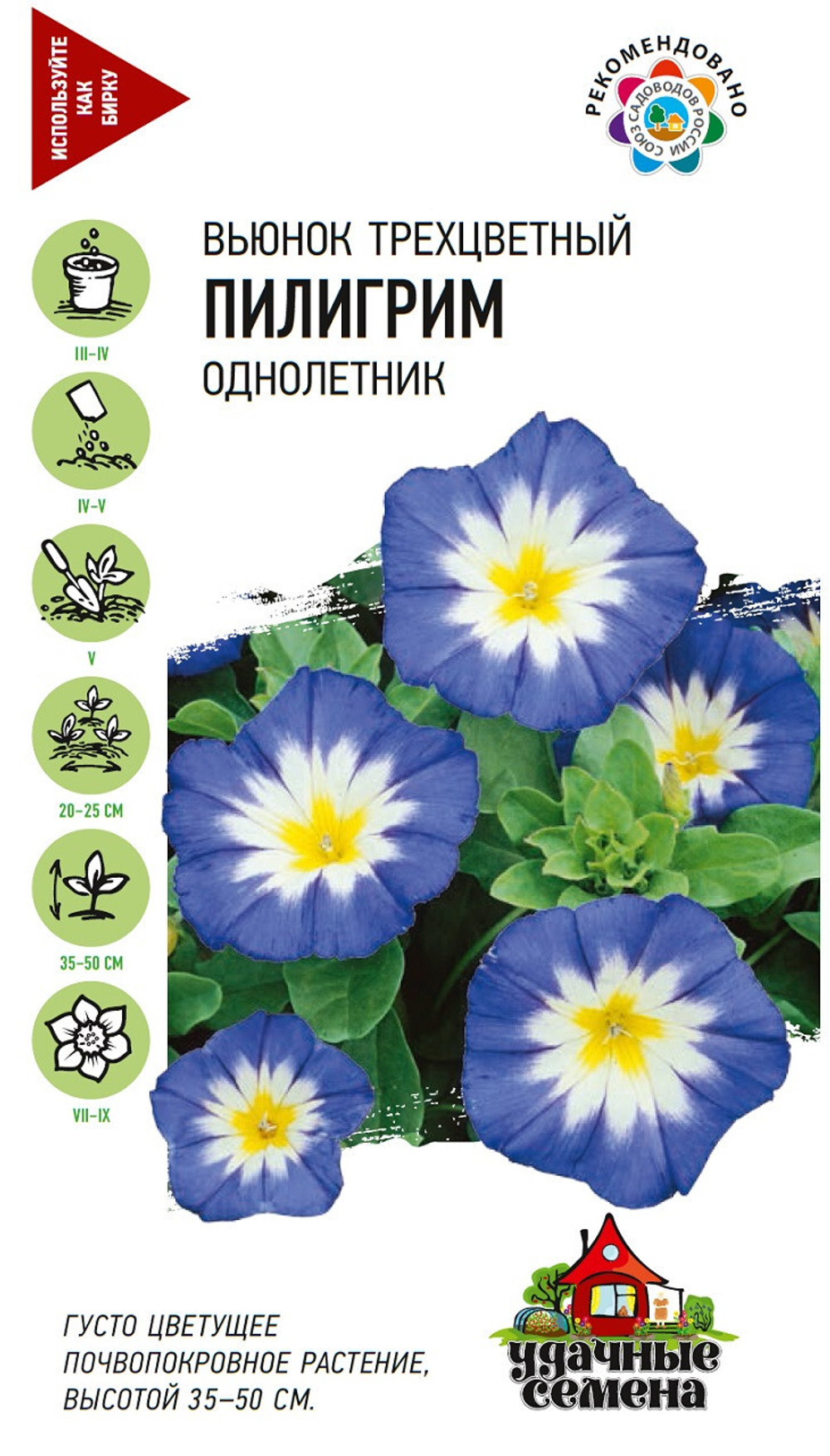 Вьюнок Пилигрим