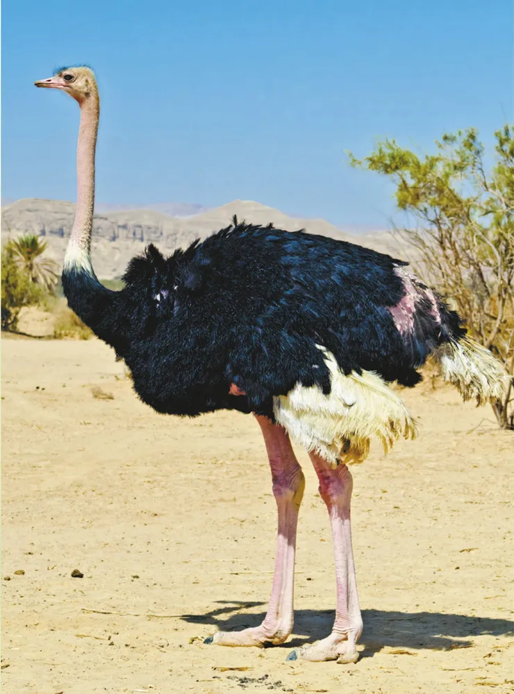 Большая книга о животных. 1001 фотография