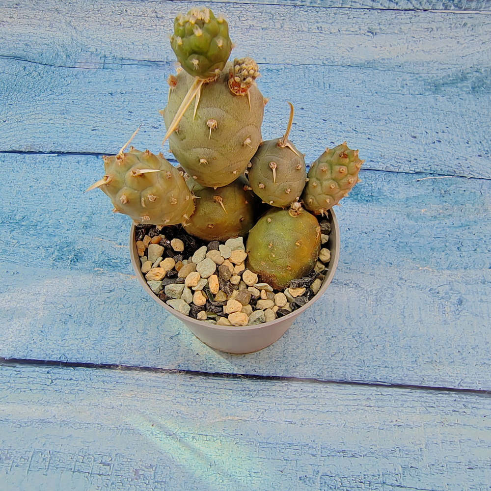 Tephrocactus Articulatus (Тефрокактус)