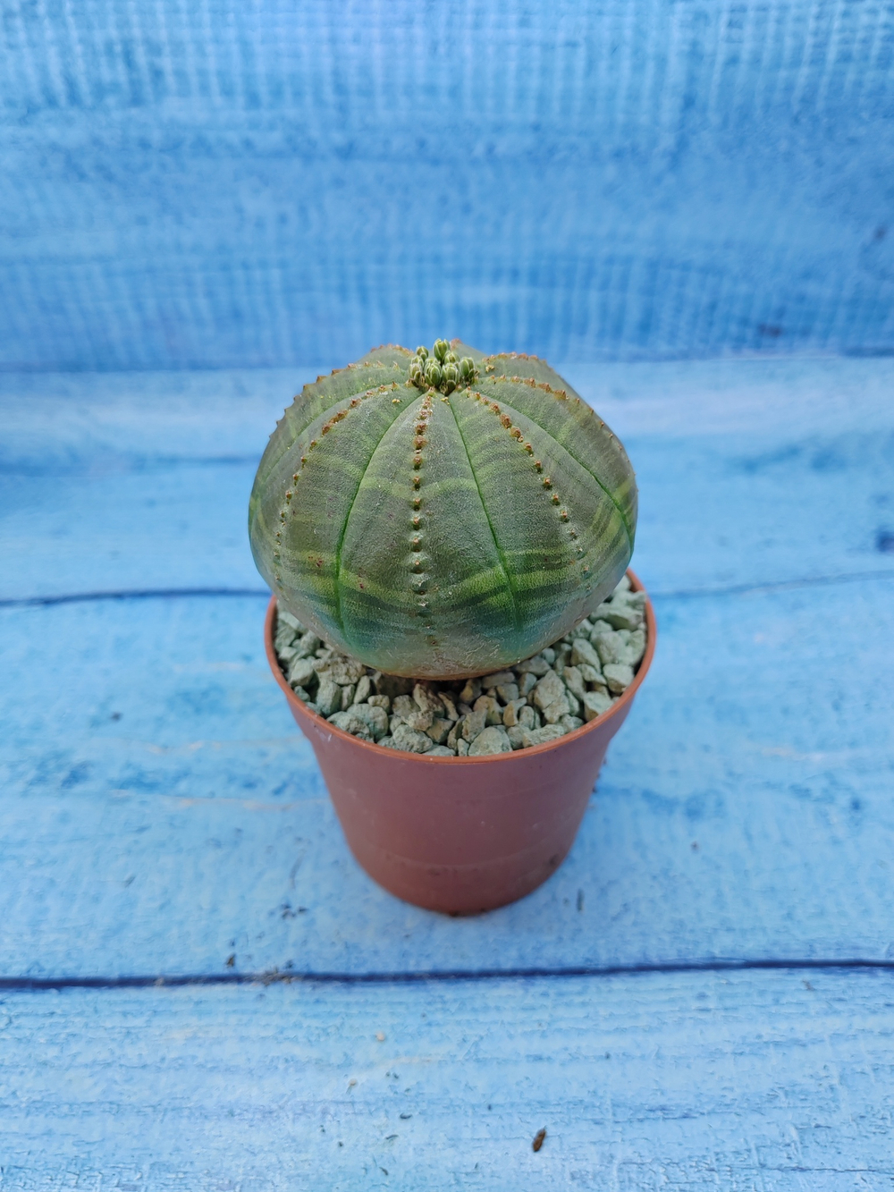 Euphorbia Obesa (Эуфорбия)
