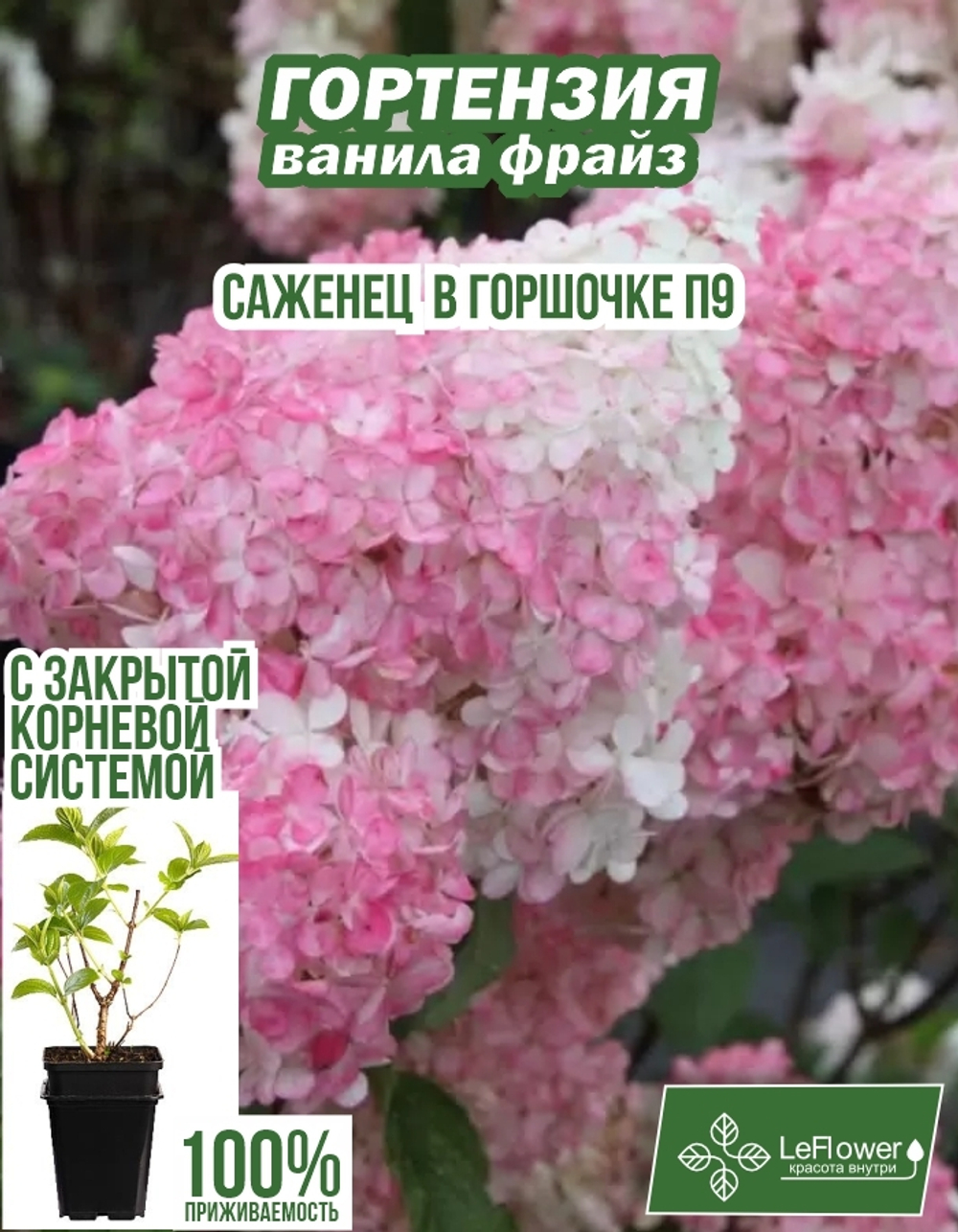 Саженец, Гортензия, Ванила Фрайз